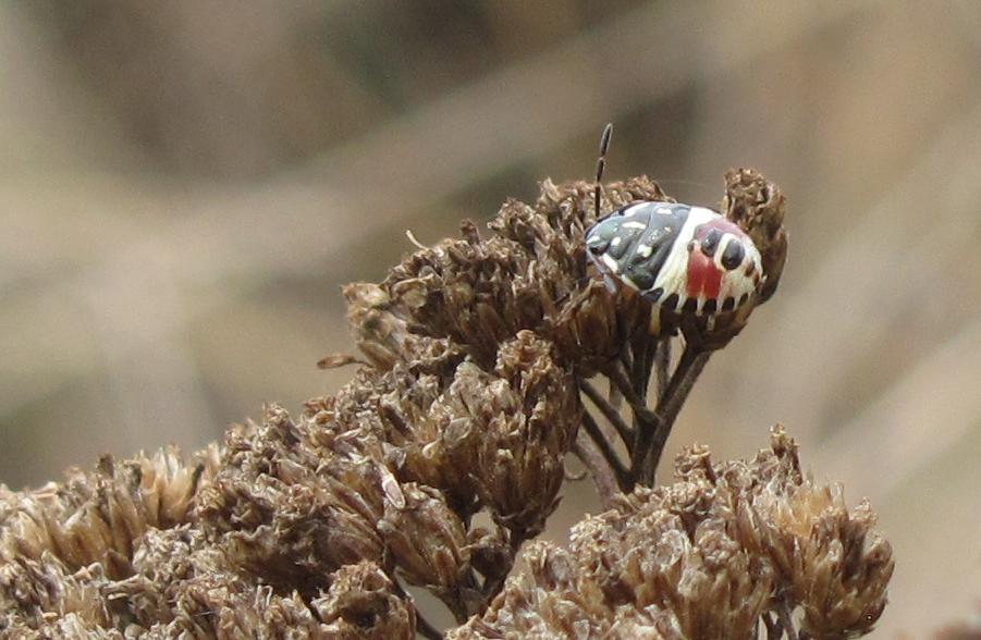 Pentatomidae? da ID